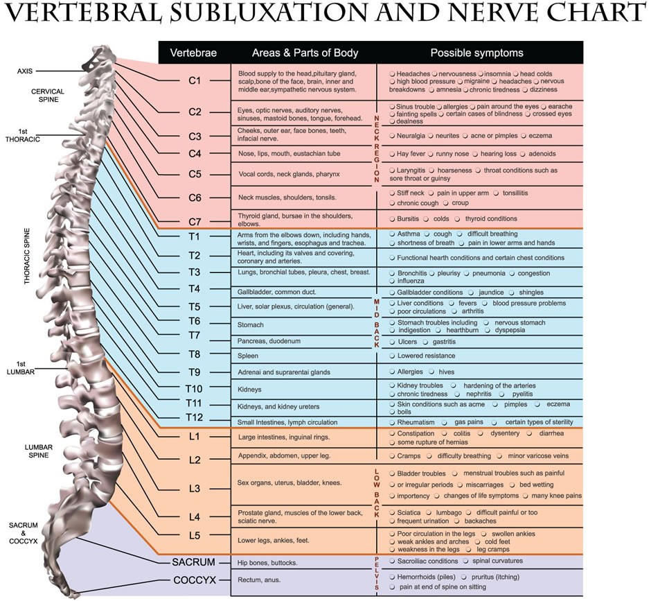 Thoracic Spine Nerves and Subluxation Gallatin Valley Chiropractic