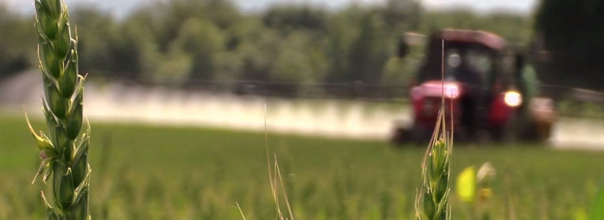 Modern Wheat is not the same.