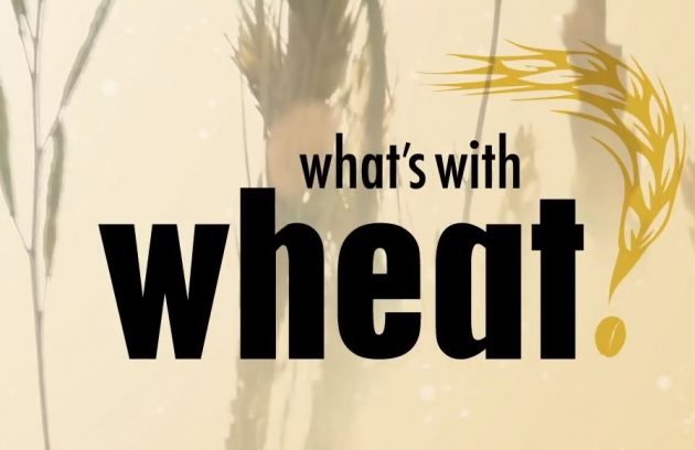 Wheat and it's effect on a healthy body