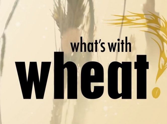 Wheat and it's effect on a healthy body