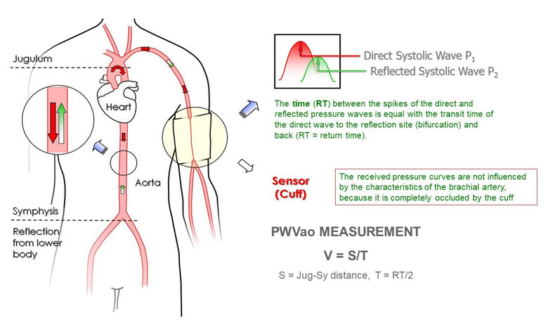 Arterial Health Screening in South Woodford: A Preventative, Holistic Approach to Wellbeing